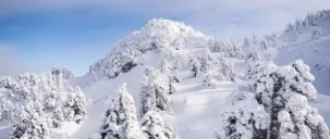 sapins enneiges la pierre saint martin